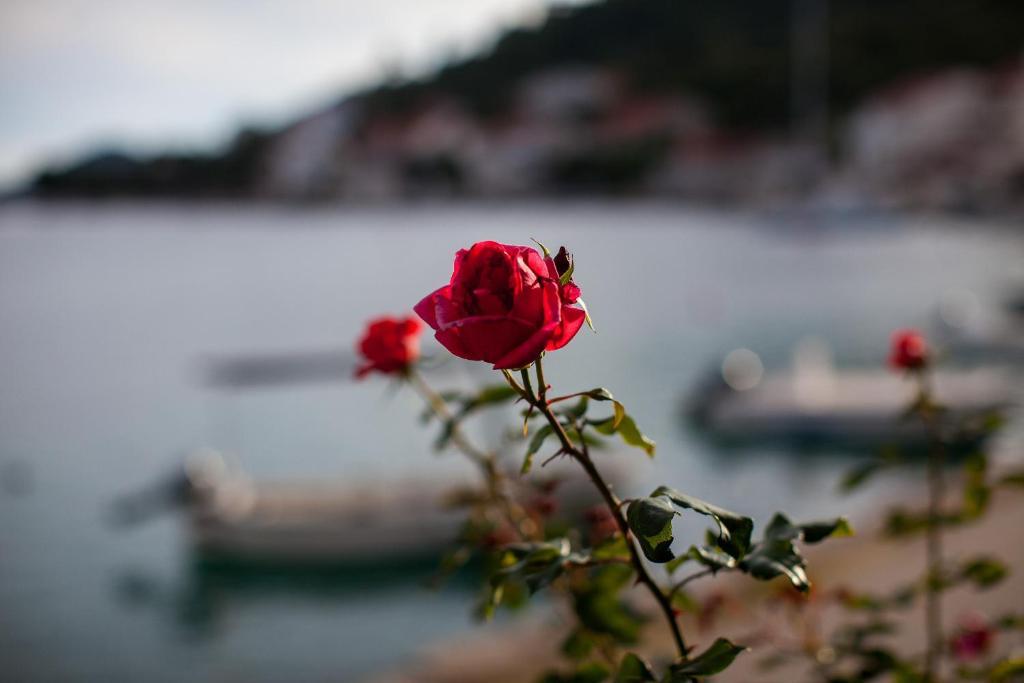 Apartments Malo Lago Lastovo Exterior photo